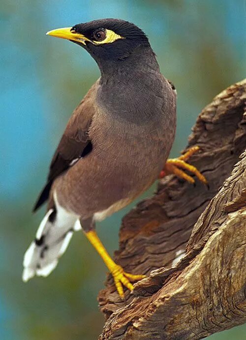 Птица с желтым клювом фото Myna fightback " Nature Features (ABC Science) Exotic birds, Common birds, Birds