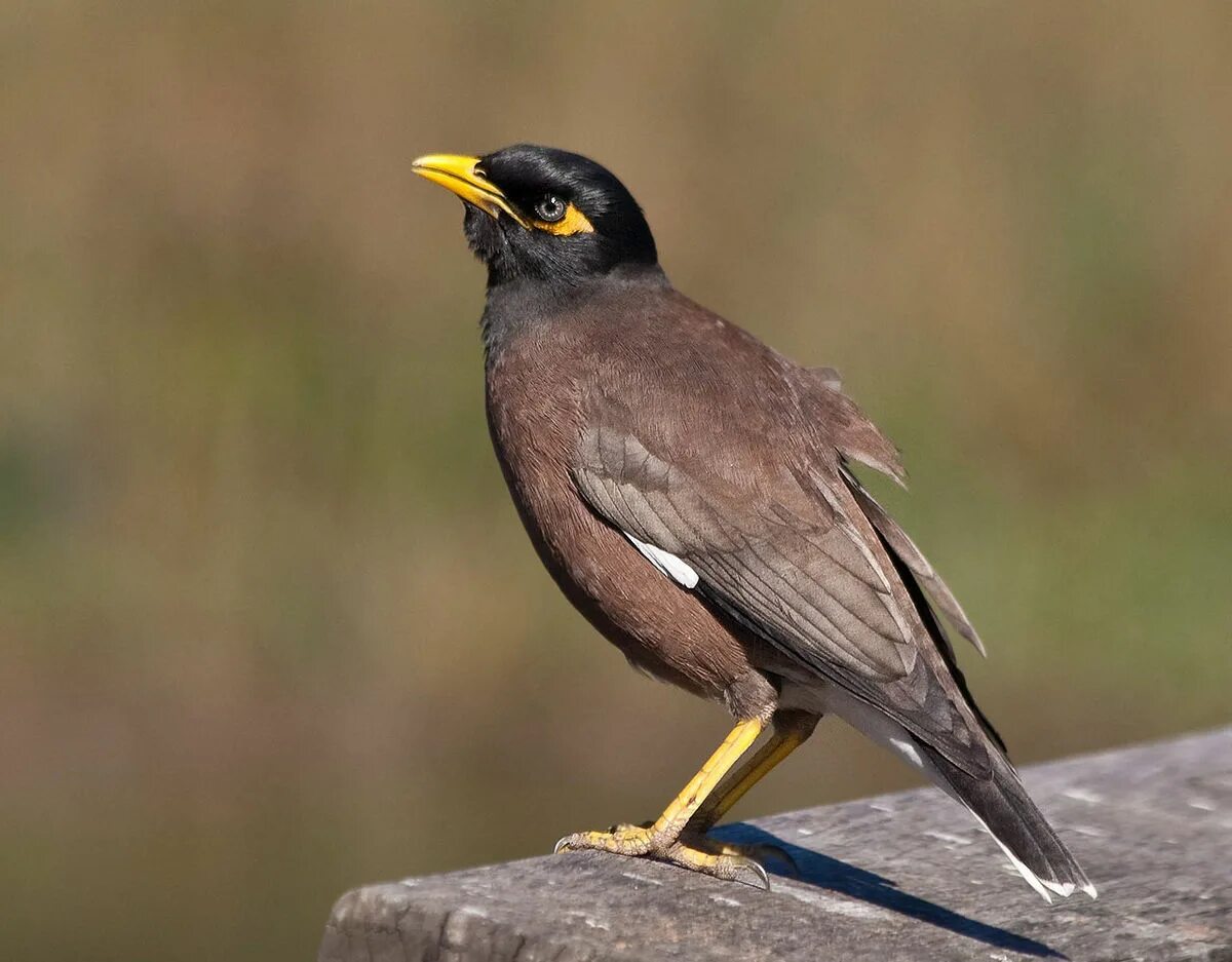 Птица с желтым клювом фото Myna - Wikipedia