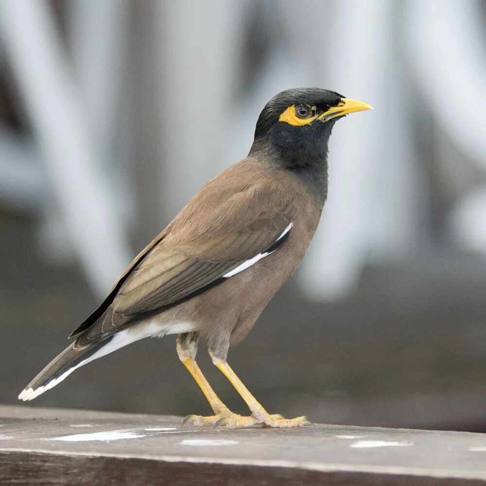 Птица с желтым клювом фото Common Myna (BIRDS OF THE CLARENCE VALLEY: ANGOURIE, NSW, AUSTRALIA.) - iNatural