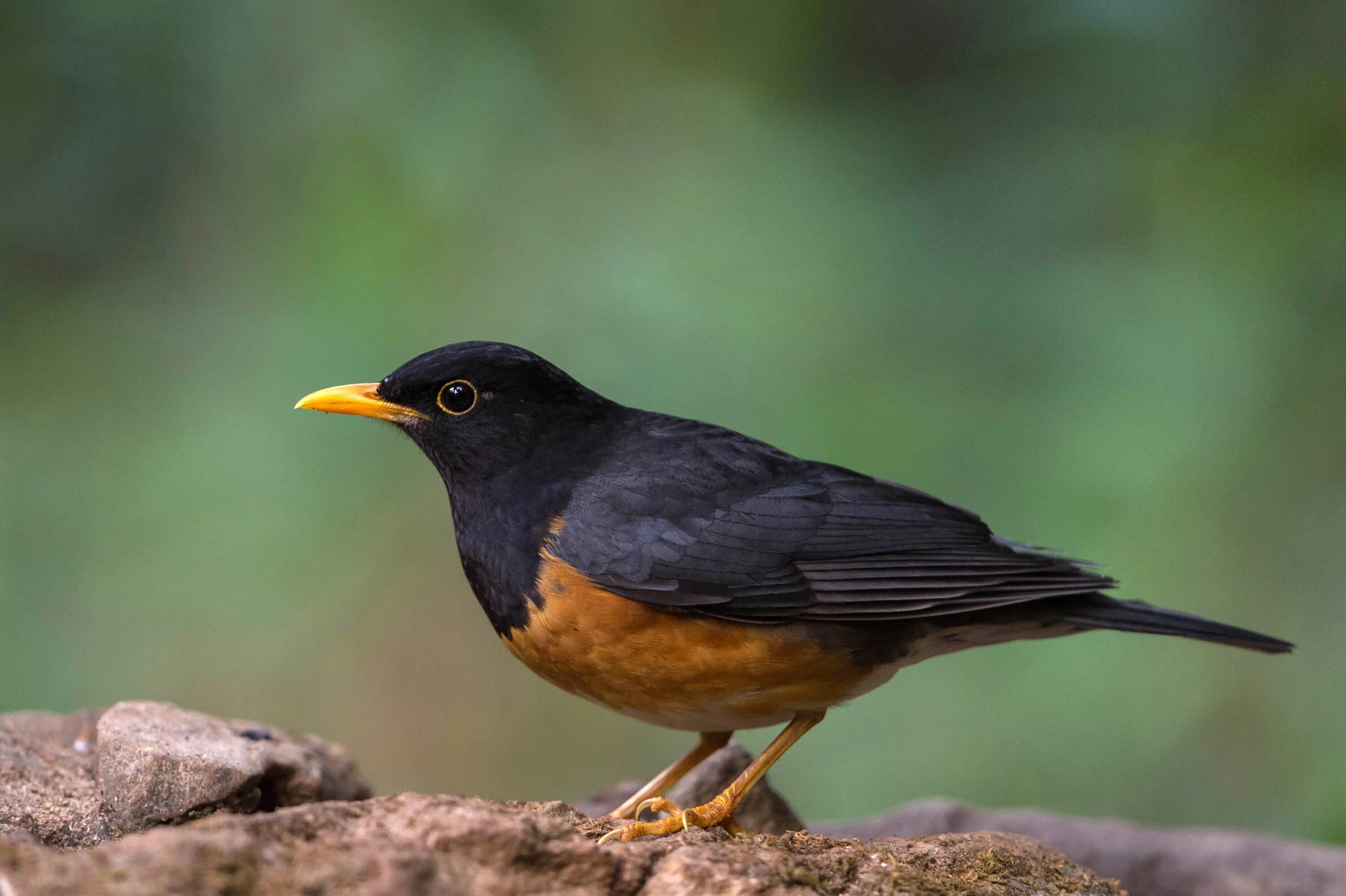 Птица с желтым клювом фото File:Black-breasted Thrush.jpg - Wikimedia Commons