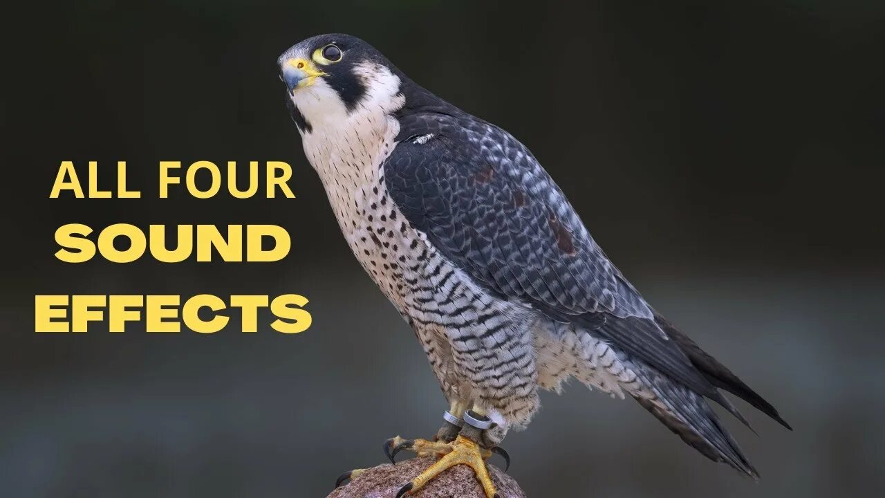 Птица сапсан фото и описание Peregrine Falcon All Sounds - The Fastest Animal on Earth - YouTube