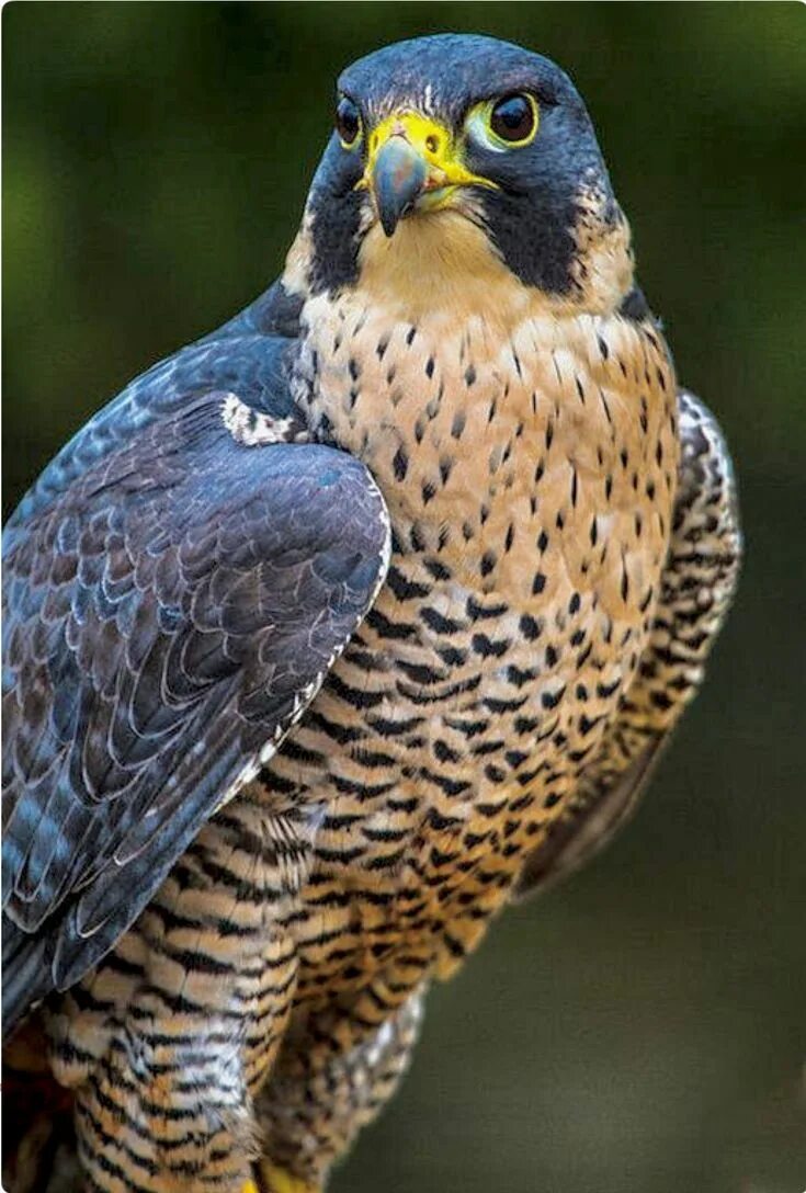 Птица сапсан фото и описание Beautiful Peregrine Falcon. The peregrine falcon (Falco peregrinus), also known 