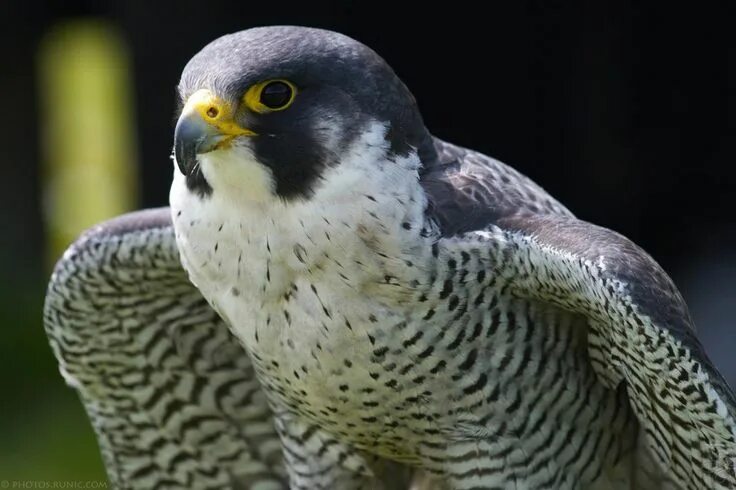 Птица сапсан фото и описание Peregrine Spreading Wings by runique on deviantART Peregrine falcon, Peregrine, 