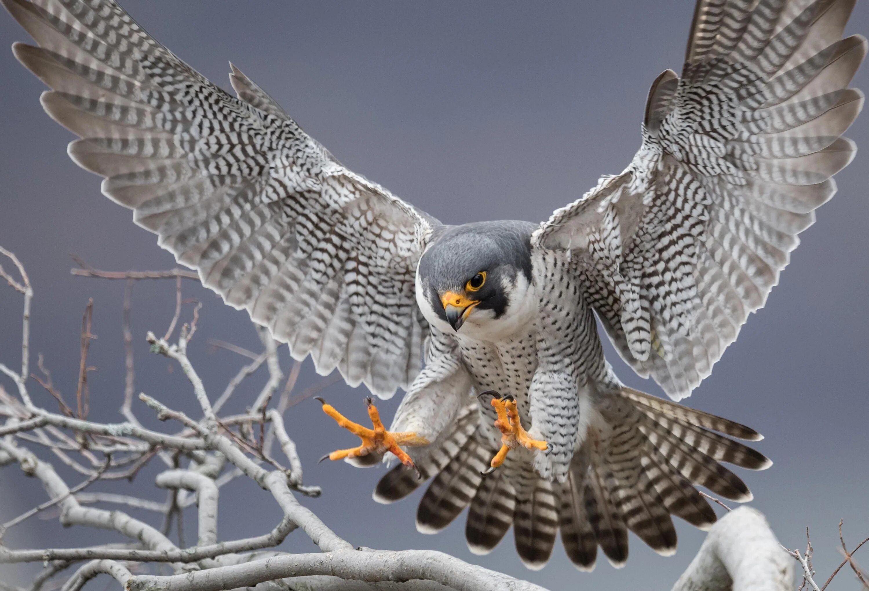 Птица сапсан фото и описание Falcon Attack: How Peregrine Falcons Maneuver At Nearly 225 MPH