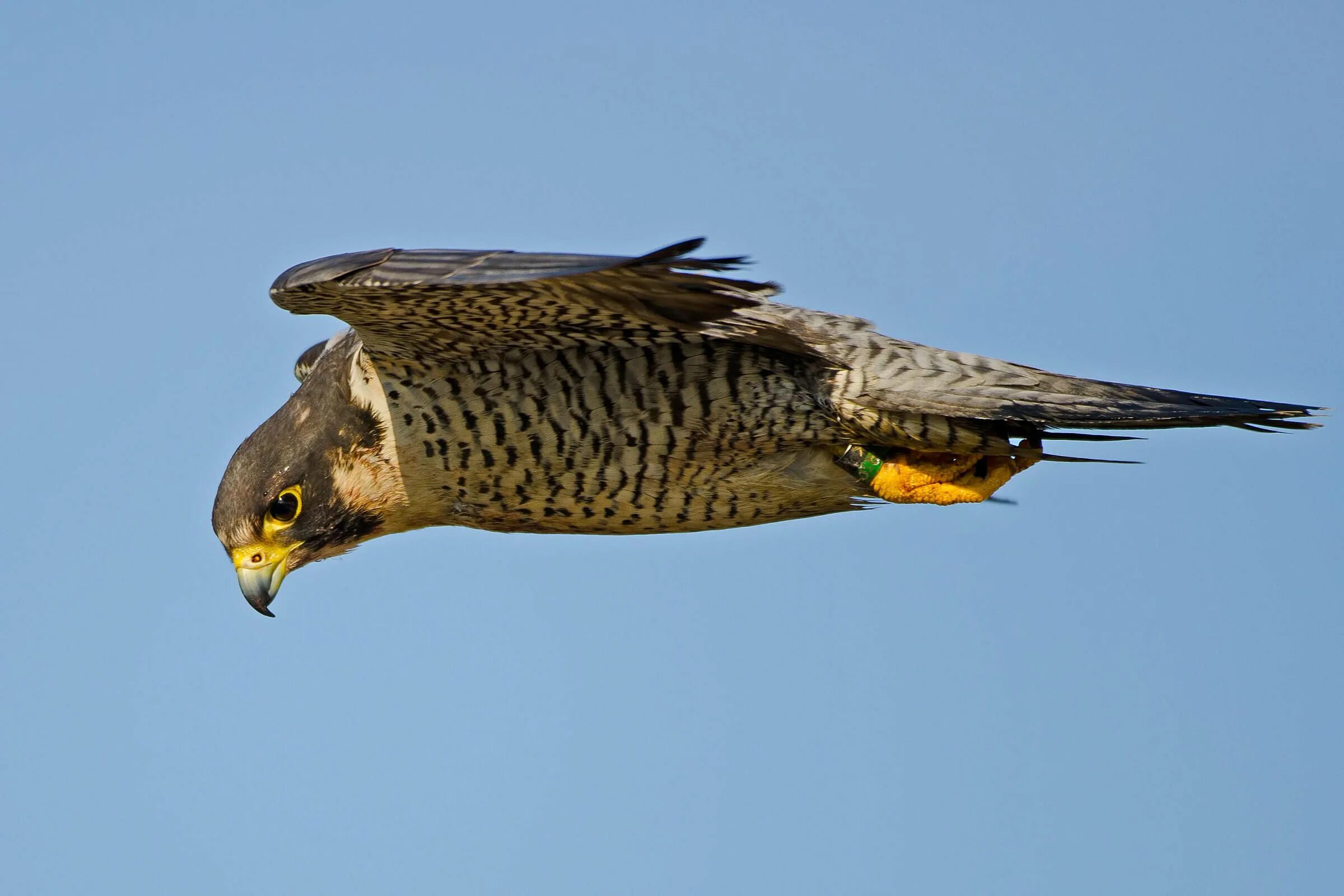 Птица сапсан фото и описание Peregrine Falcon Peregrine falcon, Birds of prey, Peregrine