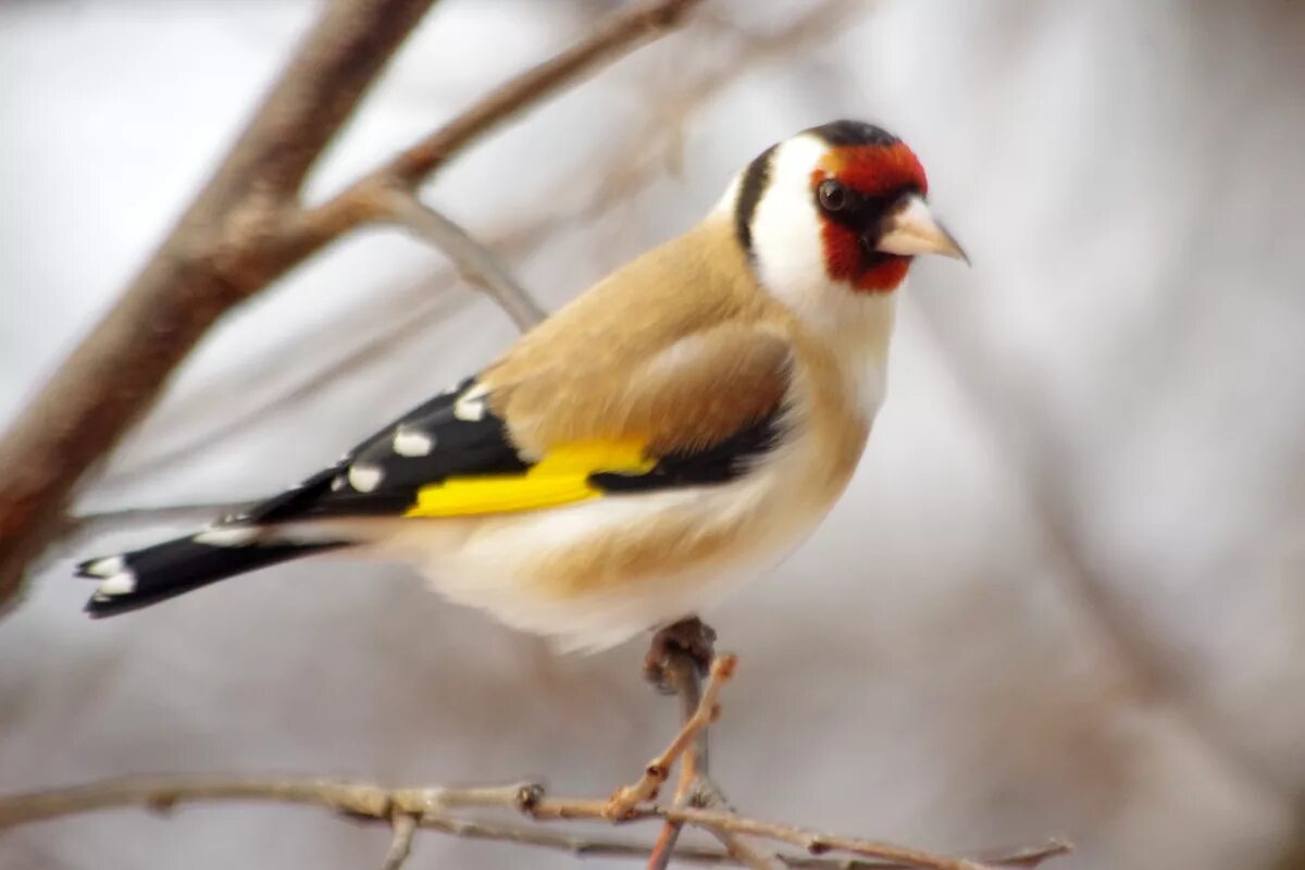 Птица щегол фото и описание Щегол (Carduelis carduelis). Птицы Сибири.