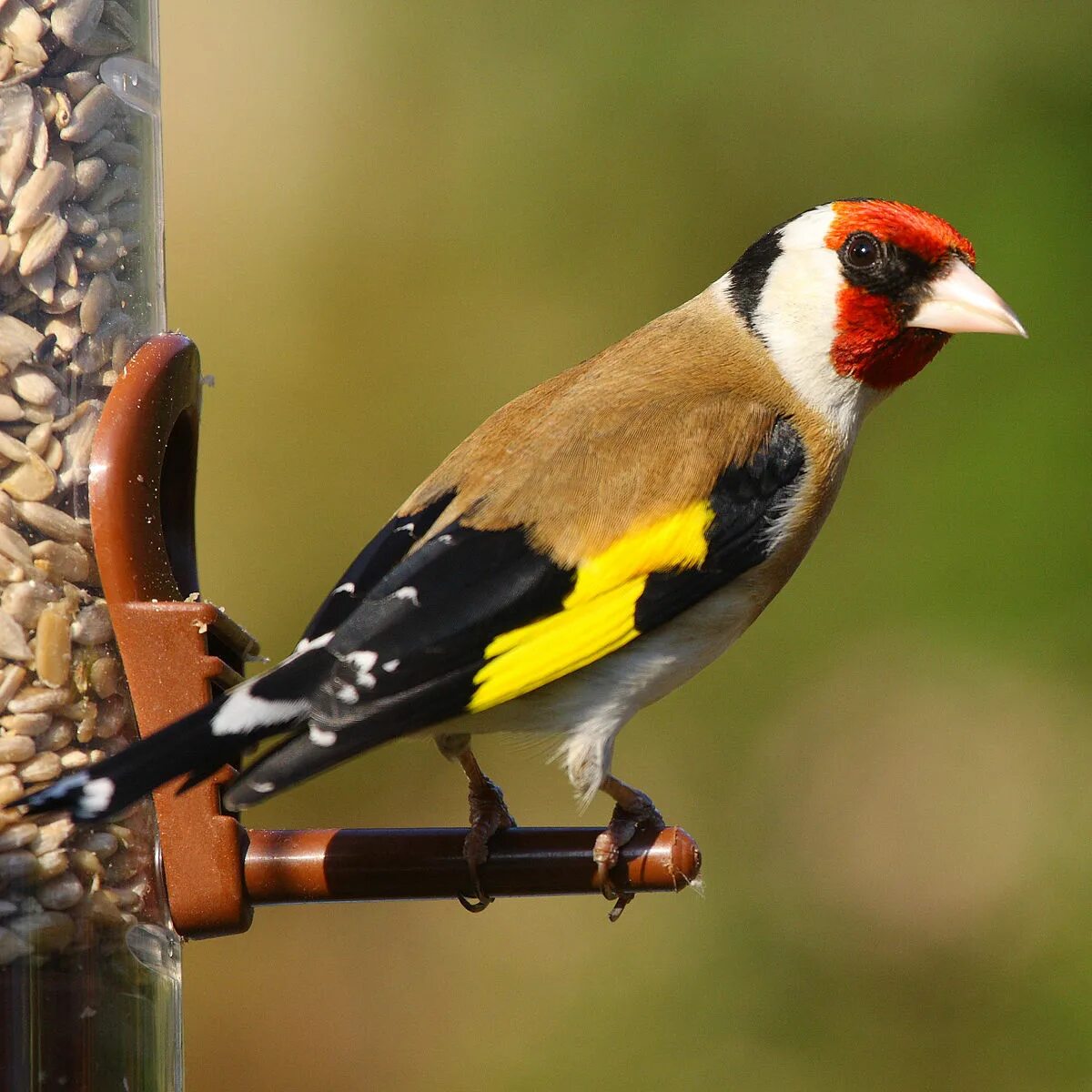 Птица щегол фото и описание Файл:Gold Finch.jpg - Викисловарь