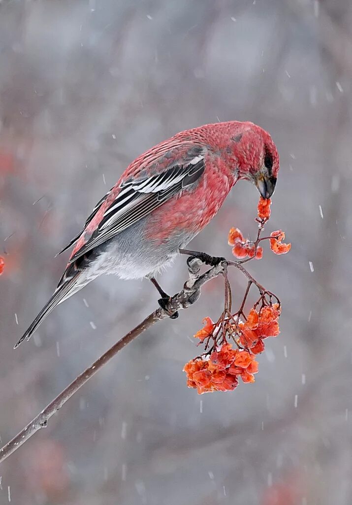 Птица щур фото и описание Pine Grosbeak (Pinicola enucleator). Birds of Siberia.