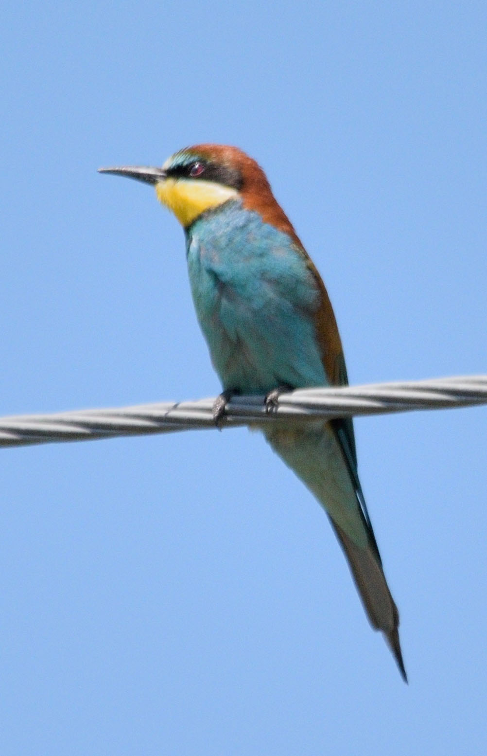 Птица щурка фото и описание Золотистая щурка (Merops apiaster). Птицы Сибири.