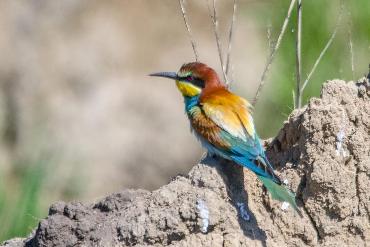 Птица щурка фото и описание Золотистая щурка (Merops apiaster). Птицы Сибири.