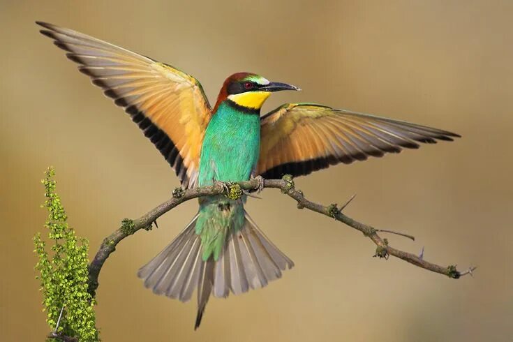 Птица щурка фото и описание Bienenfresser Die schönsten vögel, Vögel als haustiere, Tiere