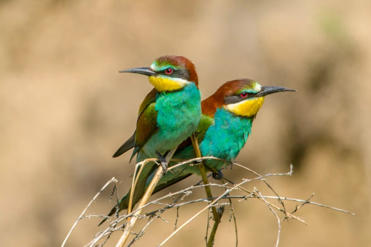 Птица щурка фото и описание European Bee-eater (Merops apiaster). Birds of Siberia.