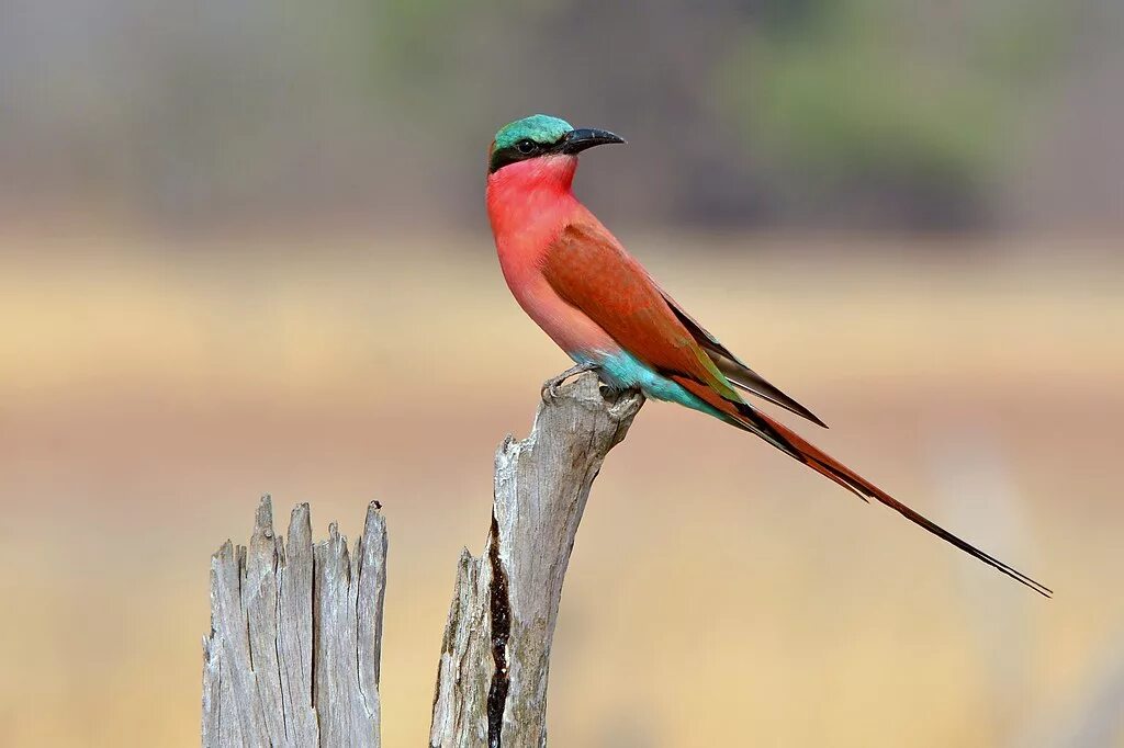 Птица щурка фото и описание Southern Carmine Bee-eater (Merops nubicoides) Carmine bee. Flickr