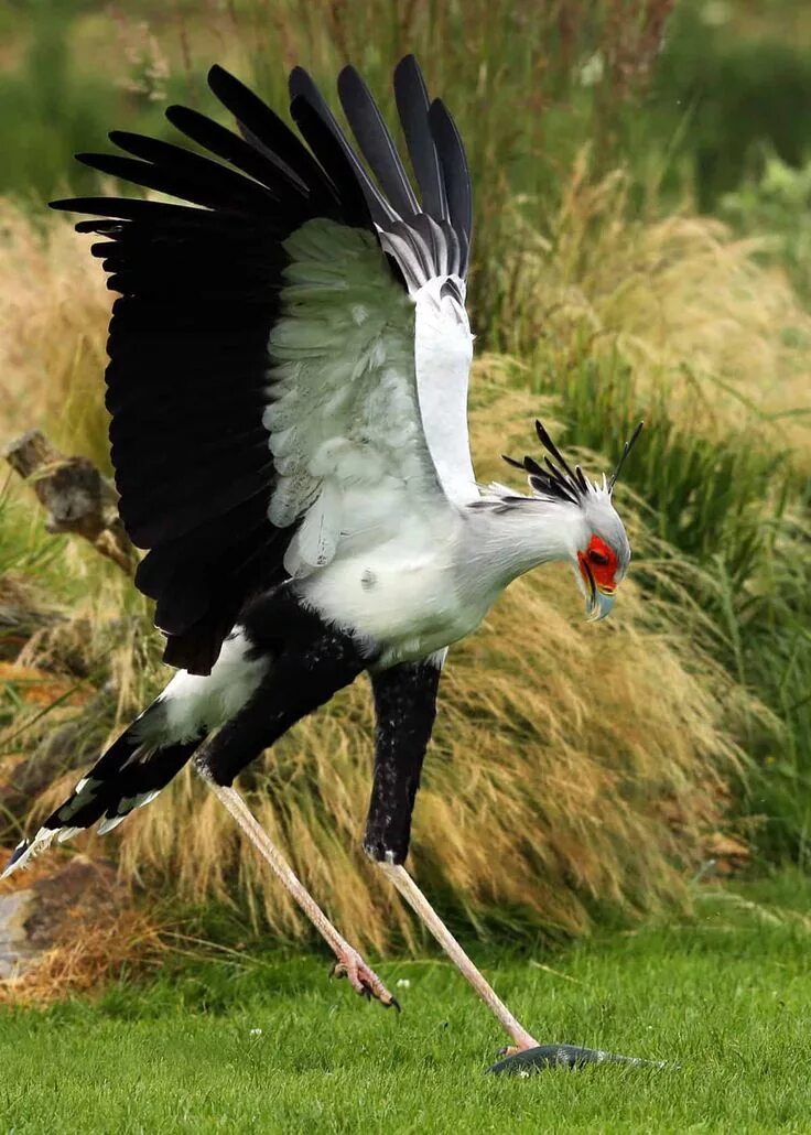 Птица секретарь фото 25 Secretary Bird Facts (Sagittarius serpentarius) Africa's Snake Stomper JustBi