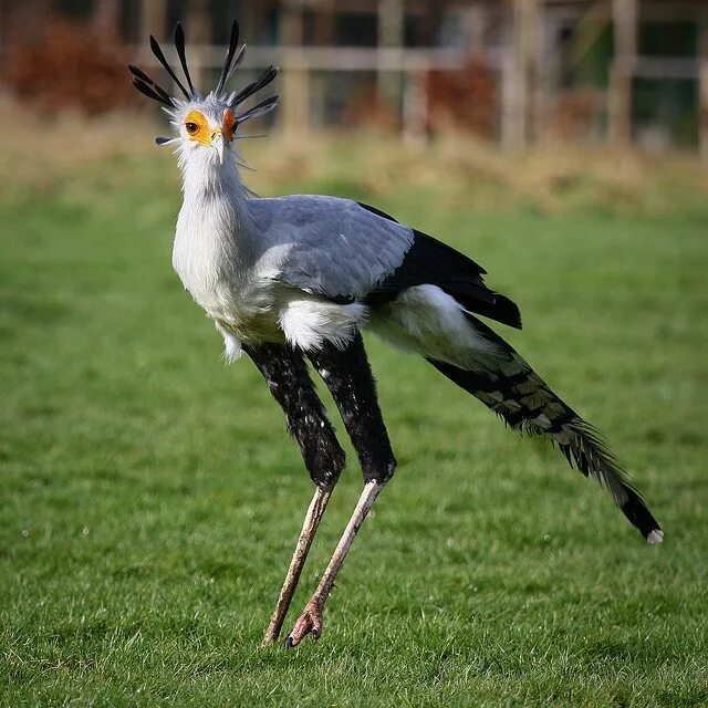 Птица секретарь фото Secretary Bird Animals wild, Pet birds, Pretty birds