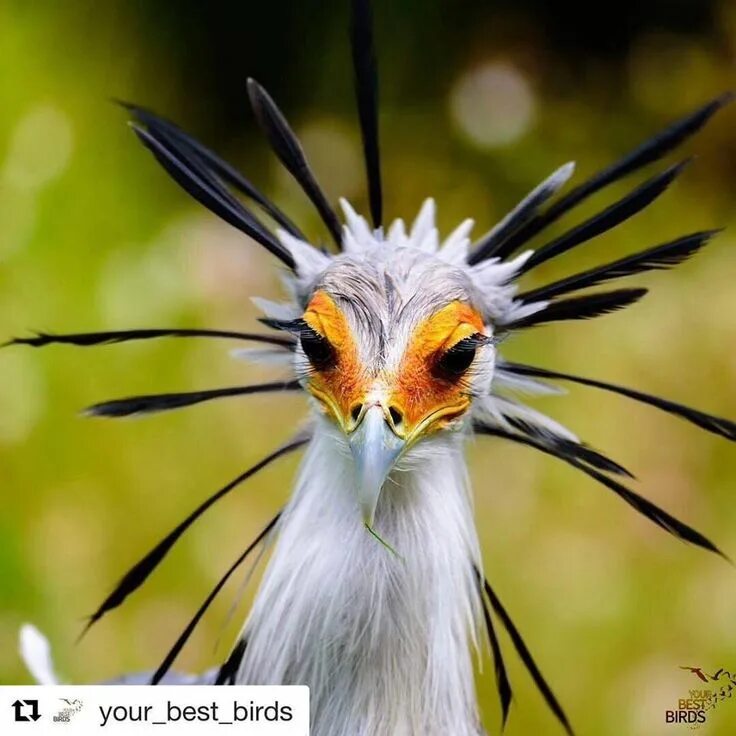 Птица секретарь фото A beautiful capture of a secretary bird by @lubirdus If your dream is to tick of