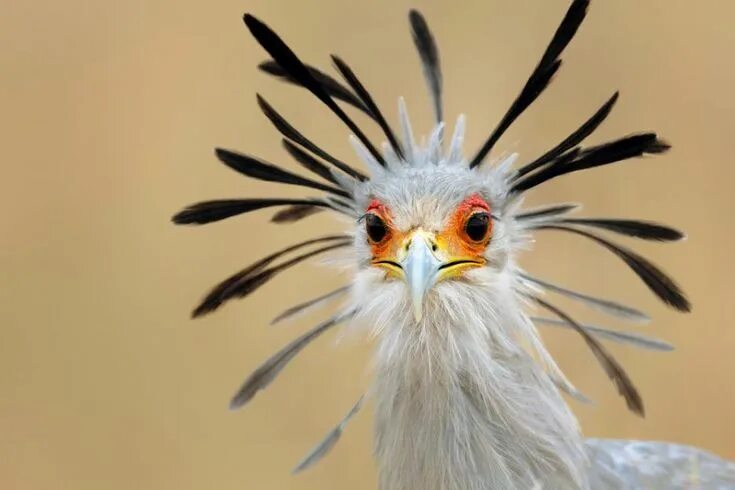 Птица секретарь фото Птица секретар /Secretary bird/ Bird, Pet birds, Funny birds