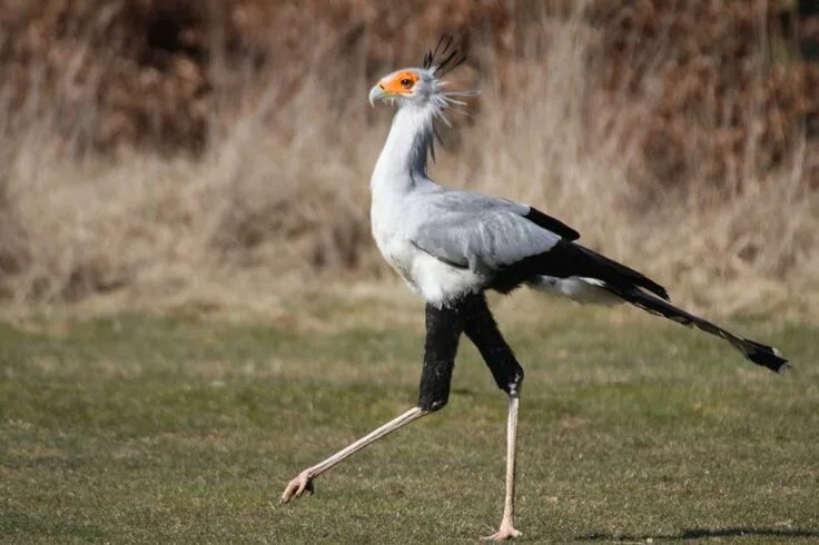 Птица секретарь фото Ninja Eagles On Stilts Animales salvajes