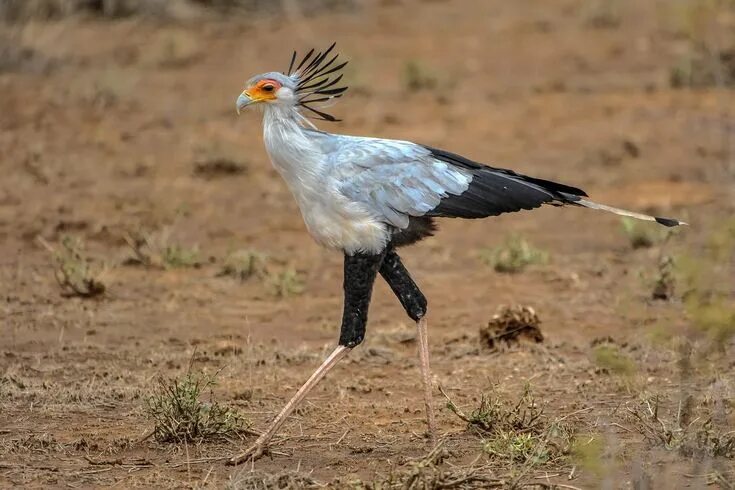 Птица секретарь фото Secretary Bird