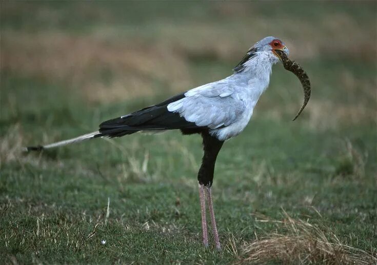 Птица секретарь фото Secretary Bird (Sagittarius serpentarius) Bird, Secretary, Birds of prey