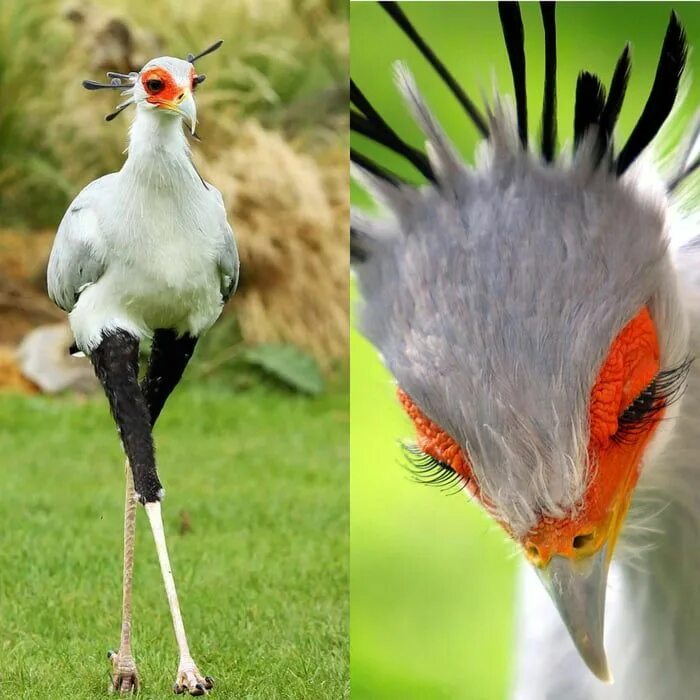 Птица секретарь фото Secretarybird Kuş, Kusu, Afrika