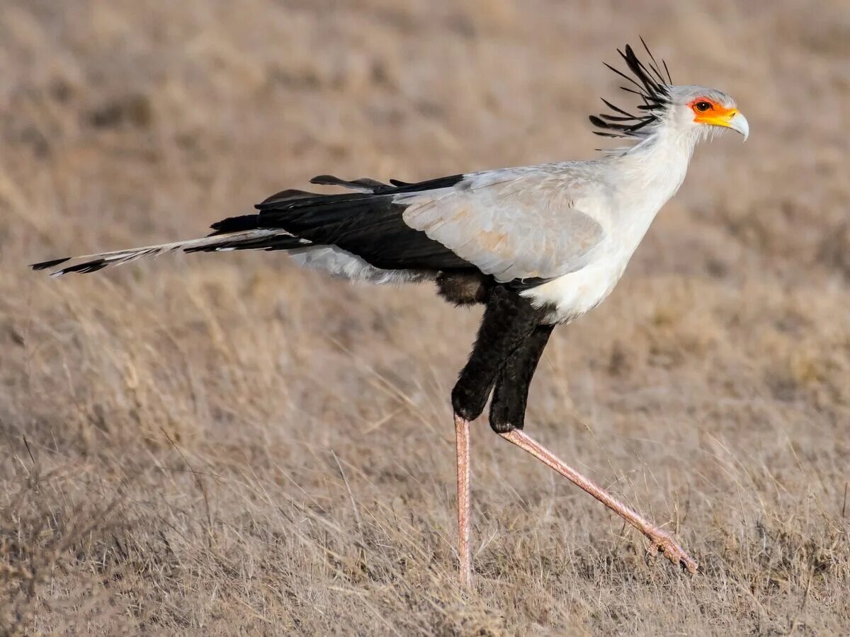 Птица секретарь фото Secretary Bird/Gallery FictionRulezForever Wiki Fandom