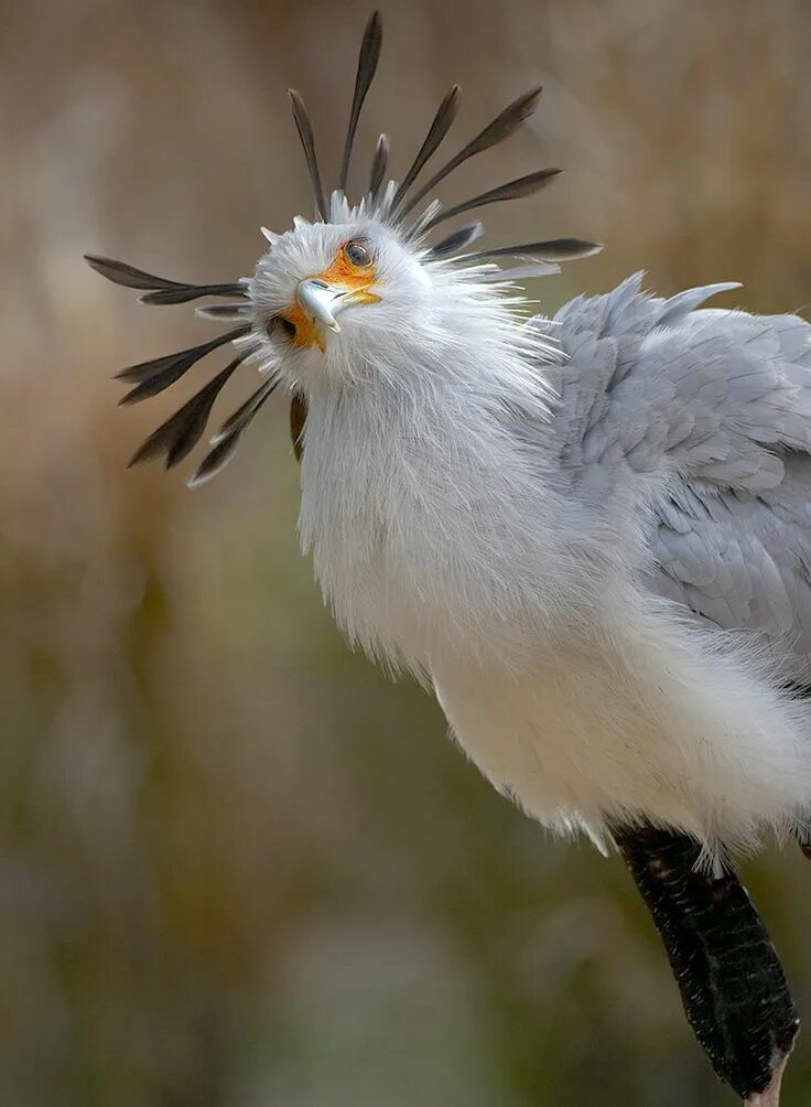 Птица секретарь фото Long, dark quills at the back of the head give the secretary bird a very distinc