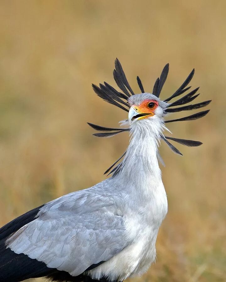 Птица секретарь фото Secretary bird by Marc MOL on 500px. Yes that’s right secretary bird, you heard 