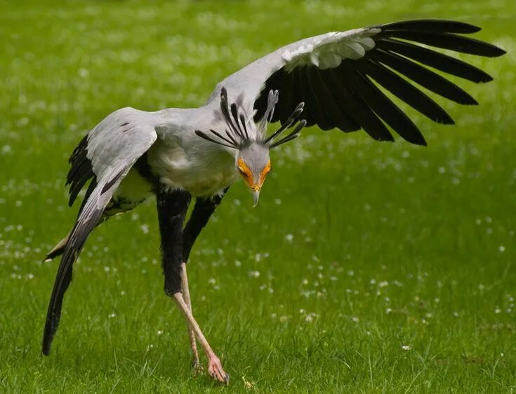 Птица секретарь фото The secretarybird or secretary bird (Sagittarius serpentarius) is a very large, 