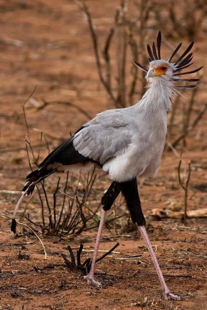 Птица секретарь фото Stunning Birds: Discover Rare and Beautiful Species