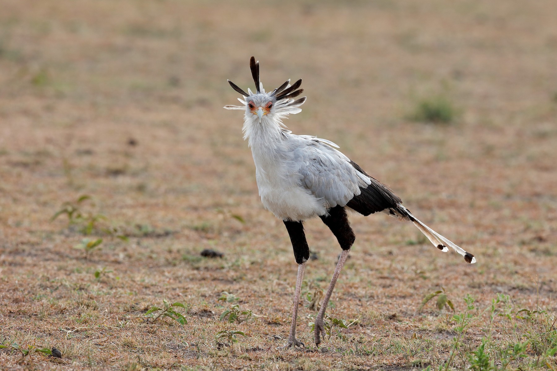 Птица секретарь фото и описание Secretarybird - Sagittarius serpentarius - Media Search - Macaulay Library and e