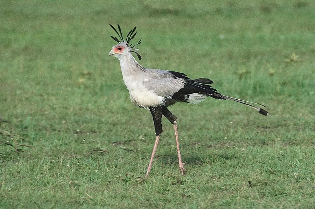 Птица секретарь фото и описание Secretary bird African, Predator, Raptor Britannica