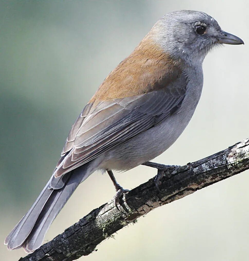 Птица серая крупная фото Grey Shrike-thrush - Canberra Birds