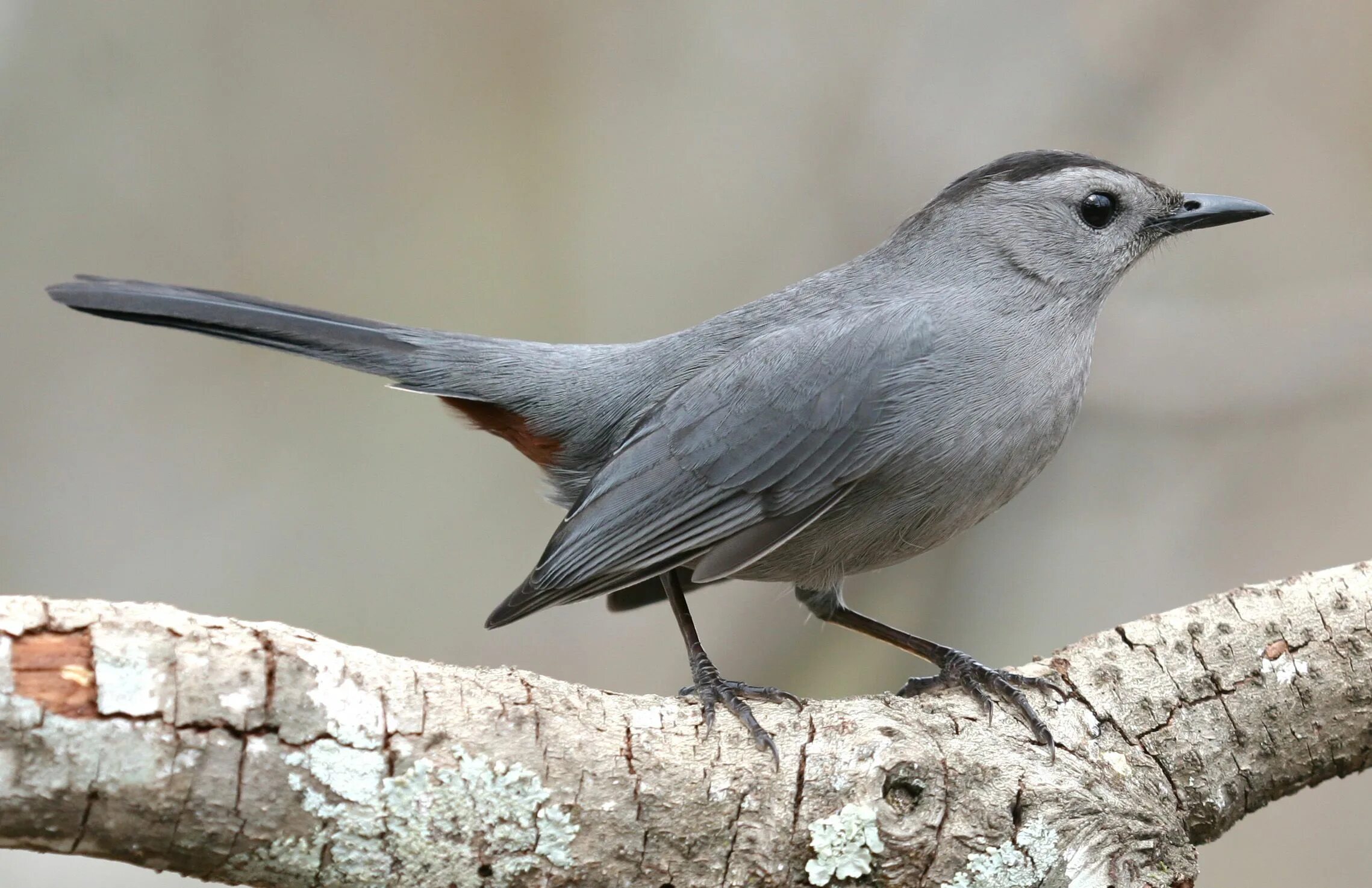 Птица серая крупная фото Gray Catbird Nature animals, Backyard birds, Pet birds