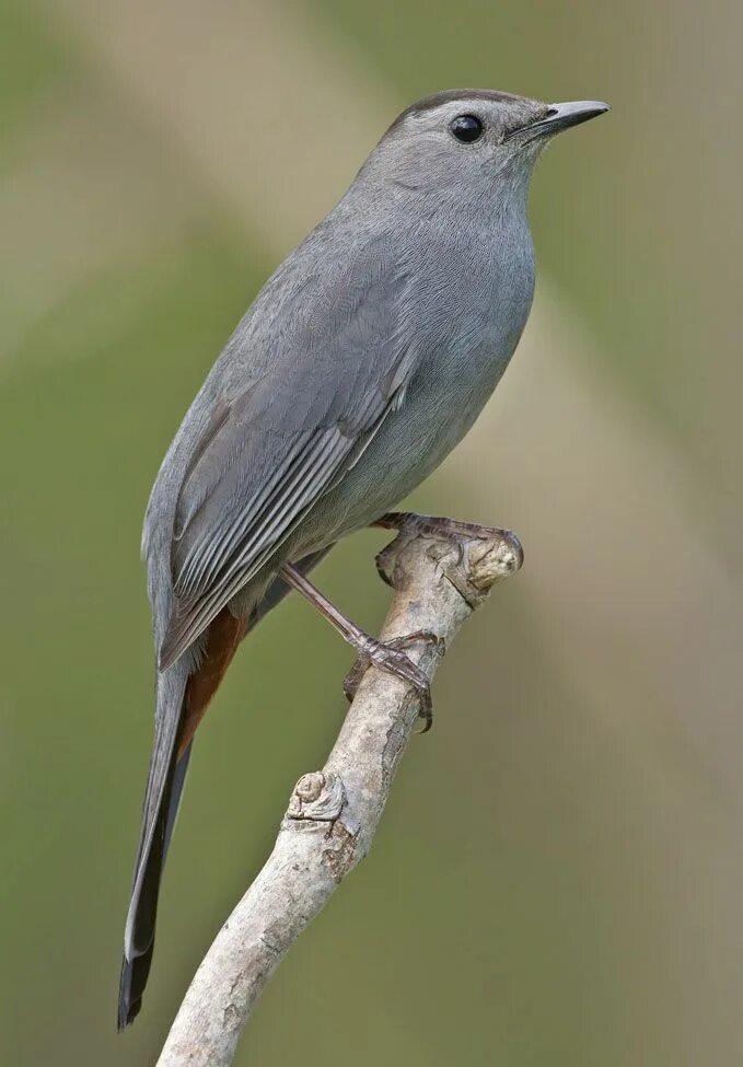 Птица серая крупная фото North American Common and Scarce Birds Gallery Pet birds, Beautiful birds, Backy