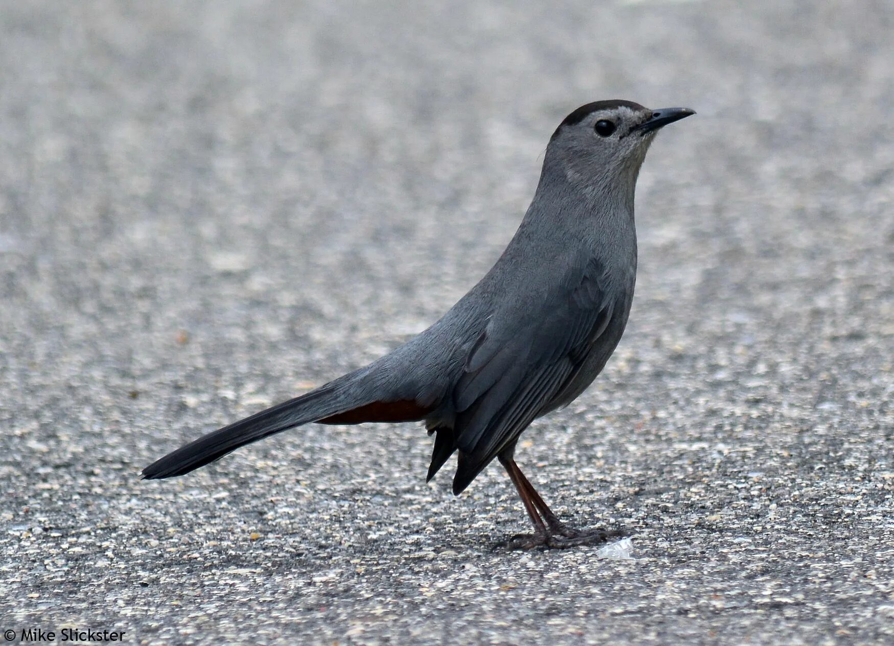 Птица серая крупная фото Pin on Birdfriends Catbird, Bird lovers, Species