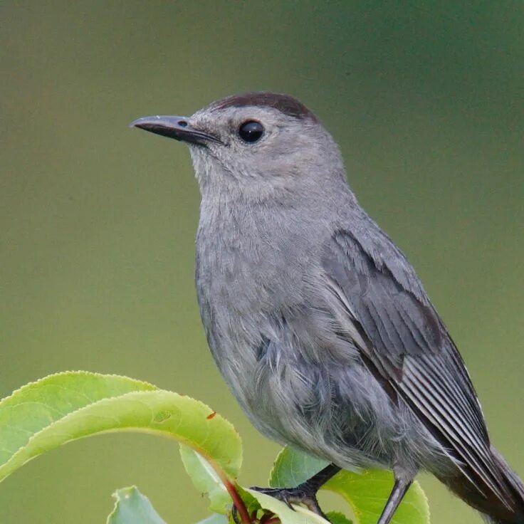 Птица серая крупная фото Gray Catbird National Geographic Catbird, Grey, Black stripes