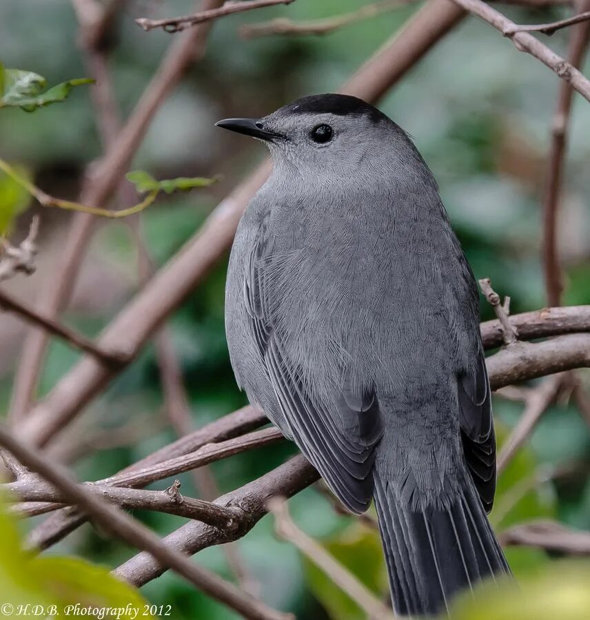 Птица серая крупная фото Grey Cat Bird Saw this one today 4-29-13 @ The Texas Orintological Society--Sabi