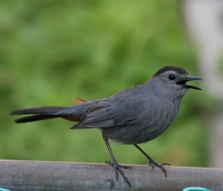 Птица серая крупная фото "grey birds" - Google Search (With images) Birds, Bird photo