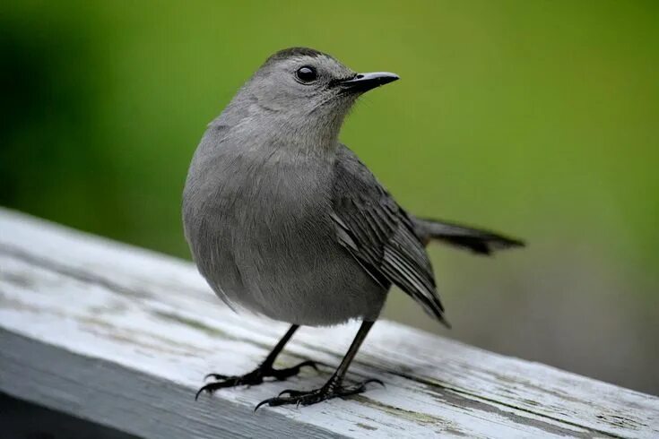 Птица серая крупная фото Best Ways to Keep Birds Away From a Patio, Porch or Deck Backyard birds, Bird re