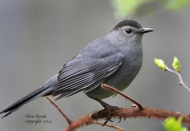 Птица серая крупная фото Gray Catbird Birds of New England.com Catbird, Pet birds, Birds