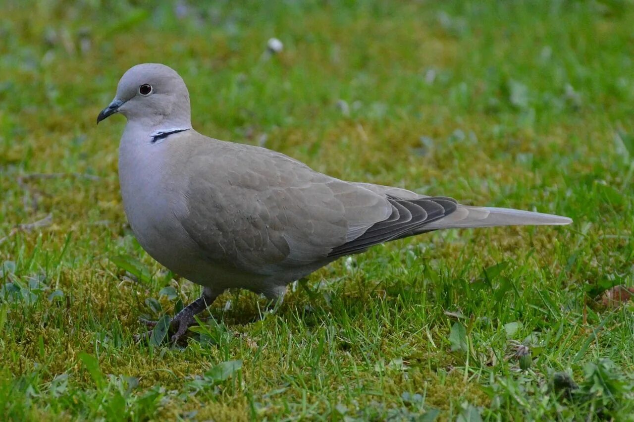 Птица серая крупная фото Pin on Birds