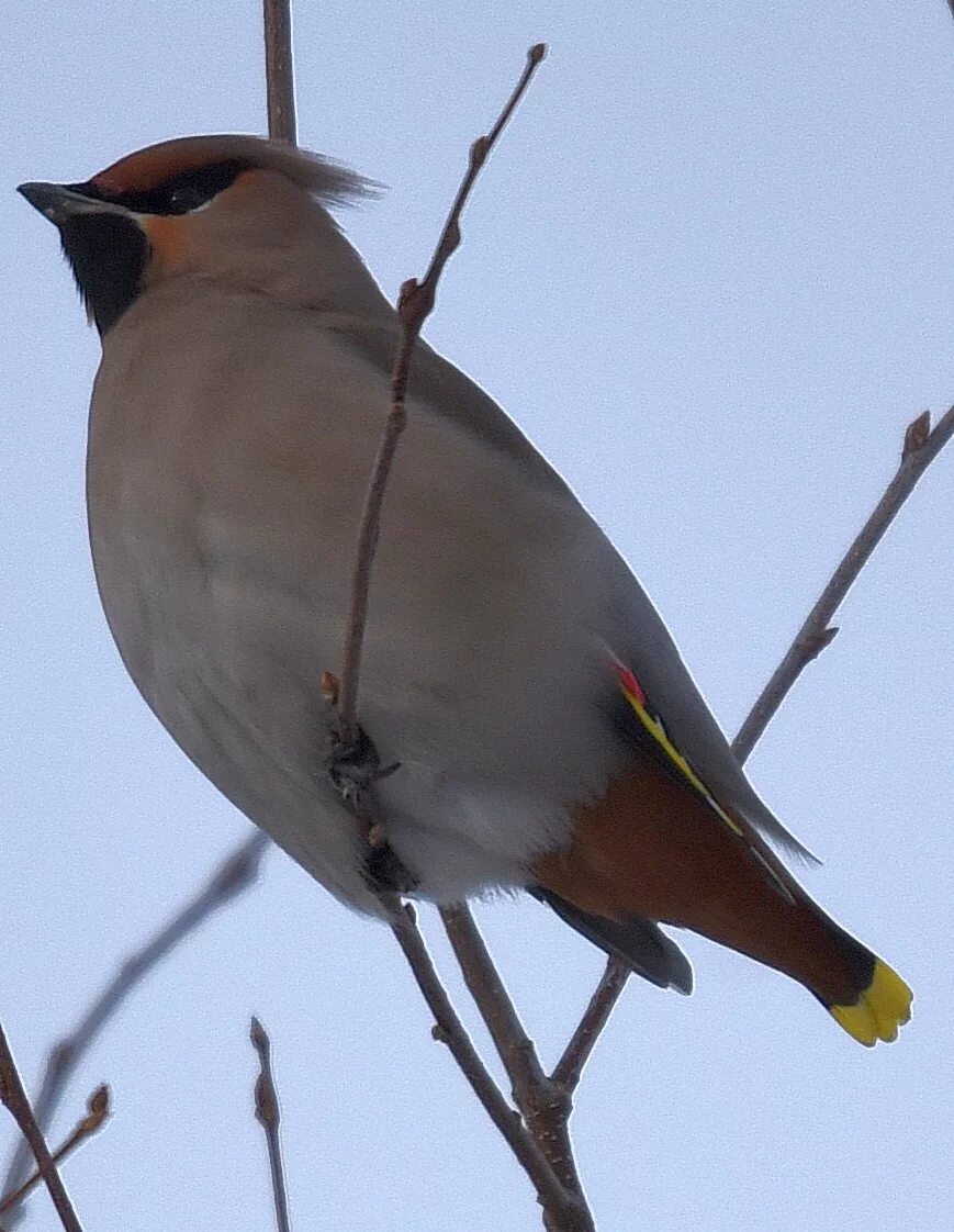 Птица серая с хохолком фото Bohemian Waxwing (Bombycilla garrulus). Birds of Siberia.