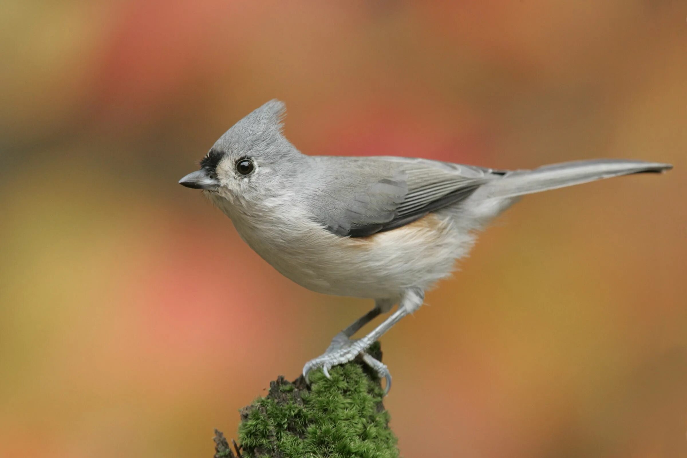 Птица серая с хохолком фото Tufted Titmouse Titmouse, Tufted, Backyard birds