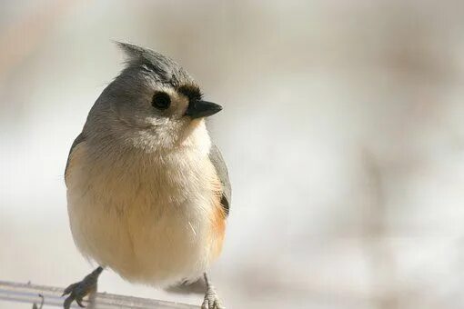 Птица серая с хохолком фото Tufted Titmouse Images - Pixabay - Download Free Pictures Wild birds unlimited, 