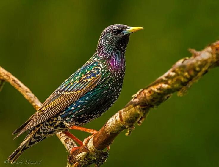 Птица шпак фото European starling Common starling, Starling, Beautiful birds