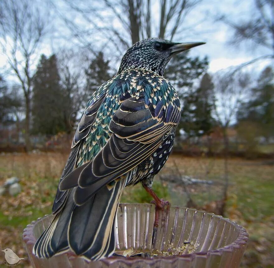 Птица шпак фото Woman Puts Camera On Bird Feeder In Her Yard, Here Is What It Has Caught (30 New