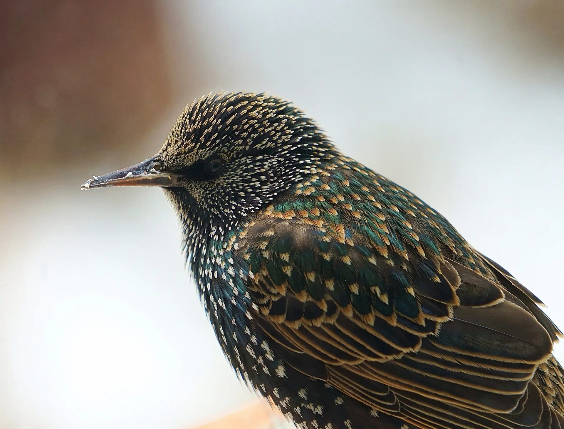 Птица шпак фото Starlings in Winter - Katie Steedly