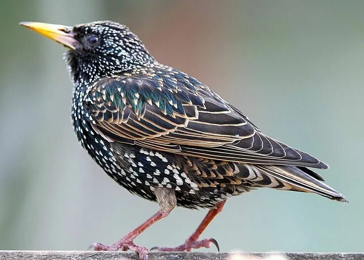 Птица шпак фото 1. Starling. January 1 2012. 動 物, 鳥