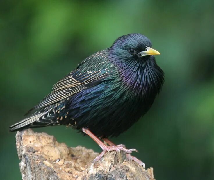 Птица шпак фото European Starling (sexes alike) Common starling, Starling, House sparrow